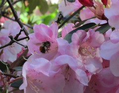 Bombus melanopygus
