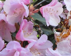 Bombus melanopygus