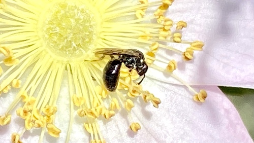 iNaturalist observation photo of Masked Bees