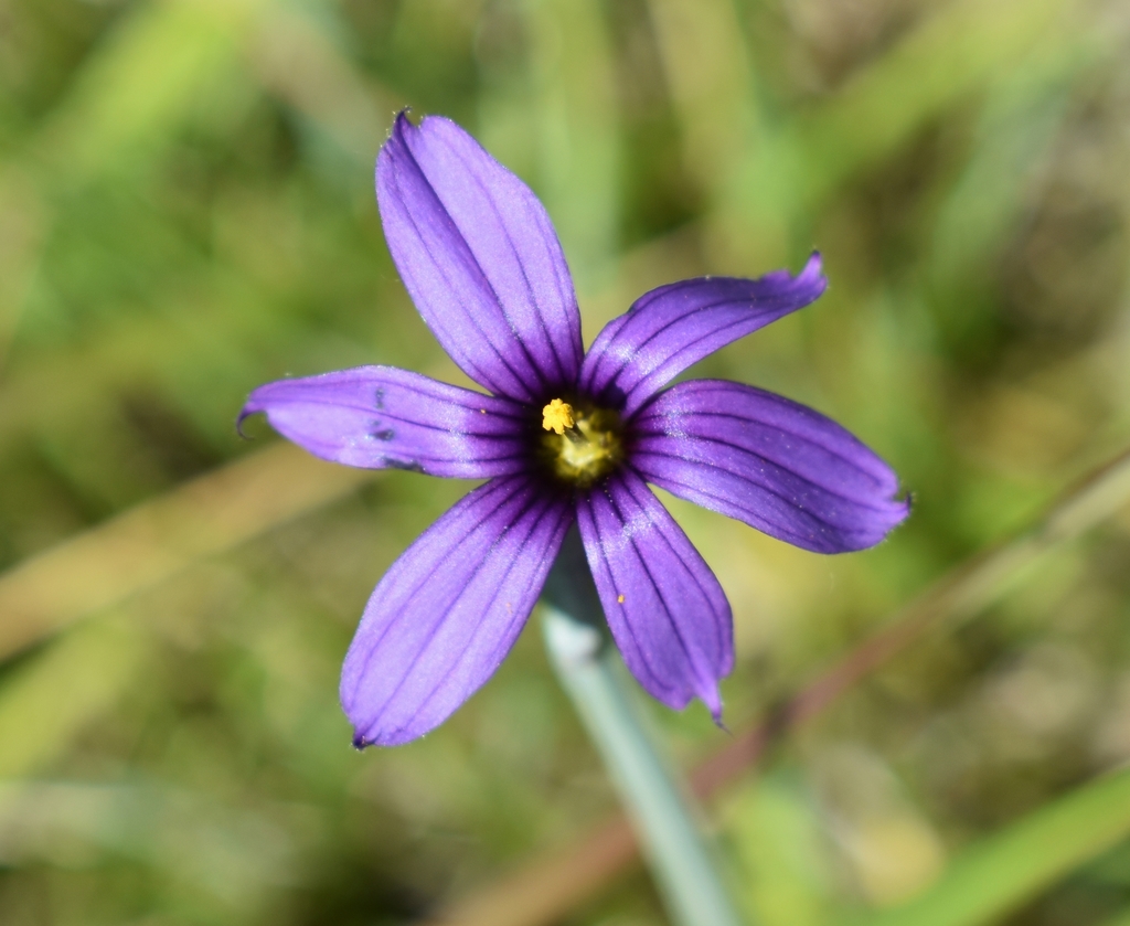 Sisyrinchium hitchcockii; photograph (c) Gail A Baker, some rights reserved (CC BY)
