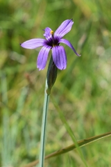 Sisyrinchium hitchcockii