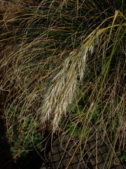 Chionochloa antarctica