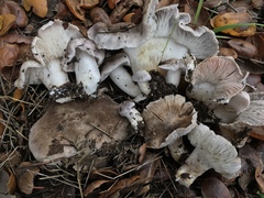 Tricholoma griseoviolaceum
