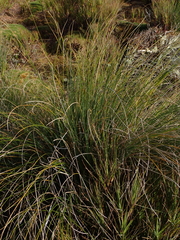 Chionochloa antarctica