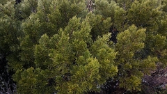 Halocarpus bidwillii