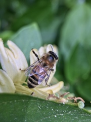 Apis mellifera