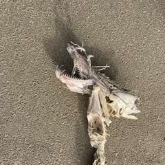 Lepidopus caudatus