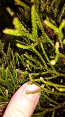Halocarpus bidwillii