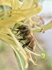 Apis mellifera