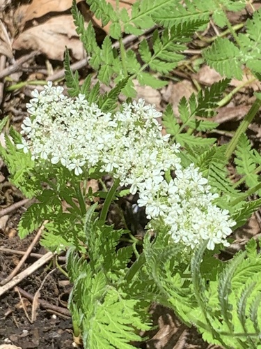 Cicely (Myrrhis odorata)