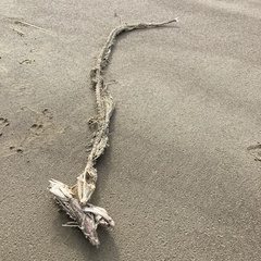 Lepidopus caudatus