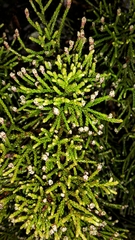Halocarpus bidwillii