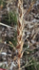 Elymus curvatus