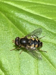 Parhelophilus rex