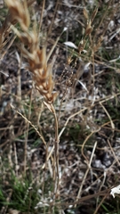 Elymus curvatus