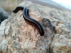 Archispirostreptus syriacus