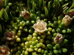 Phyllachne clavigera