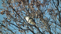 Coccopygia melanotis