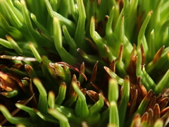 Oreobolus pectinatus