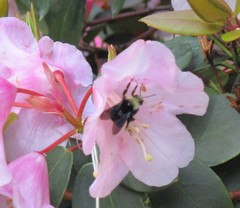 Bombus