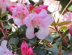 Bombus