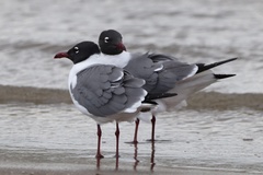 Leucophaeus atricilla