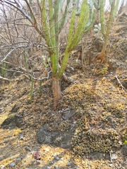 Mammillaria beneckei