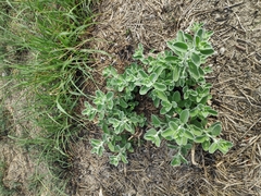 Leucophyllum frutescens