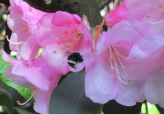 Bombus