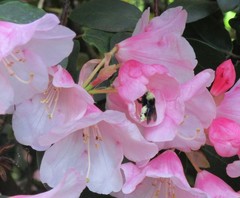Bombus