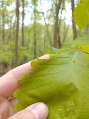 Andricus chinquapin