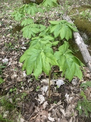 Podophyllum peltatum