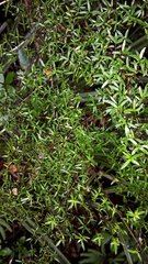 Coprosma microcarpa