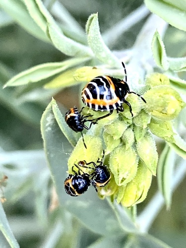 iNaturalist observation photo of Harlequin Bug