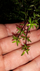 Coprosma microcarpa