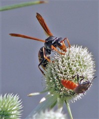 Polistes billardieri