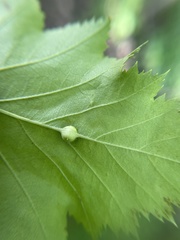 Dasineura crataegibedeguar