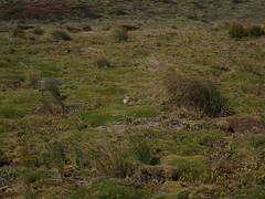 Charadrius bicinctus exilis