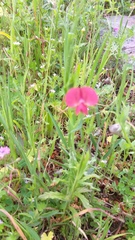 Lathyrus cicera