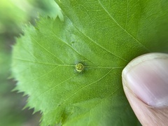Dasineura crataegibedeguar