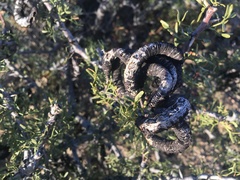 Prosopis denudans