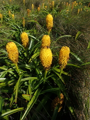 Bulbinella rossii