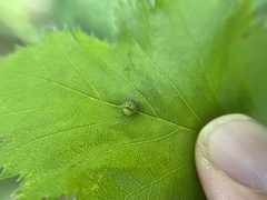 Dasineura crataegibedeguar