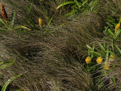 Poa litorosa