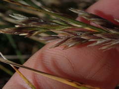 Poa litorosa