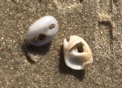 Nassarius circumcinctus