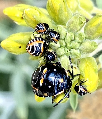 iNaturalist observation photo of Harlequin Bug