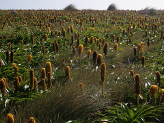 Bulbinella rossii