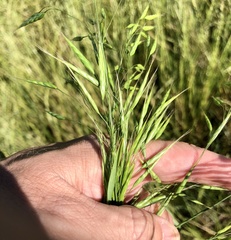 Bromus arvensis