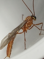 Ophion luteus